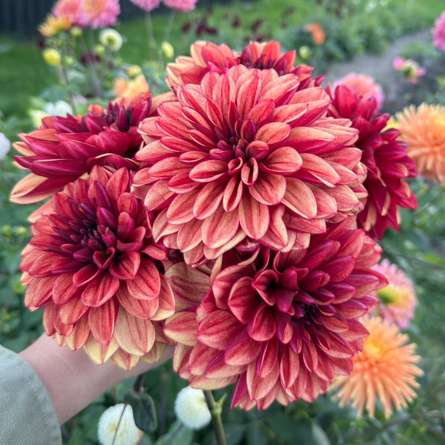 Daalia ‘Glossy Maracana’